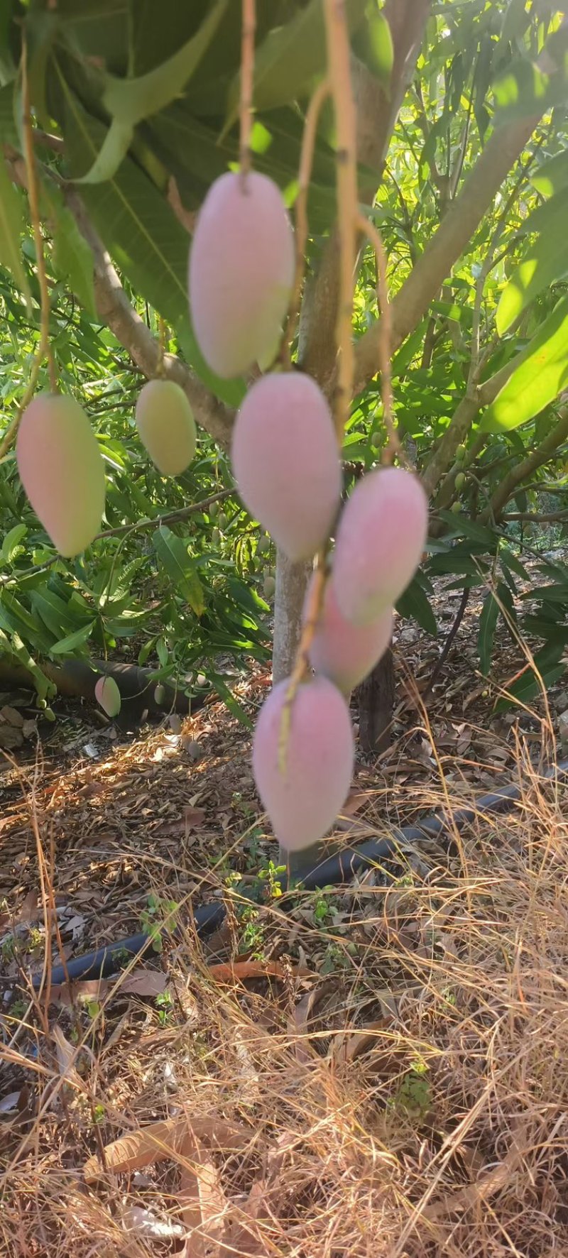 贵妃芒果