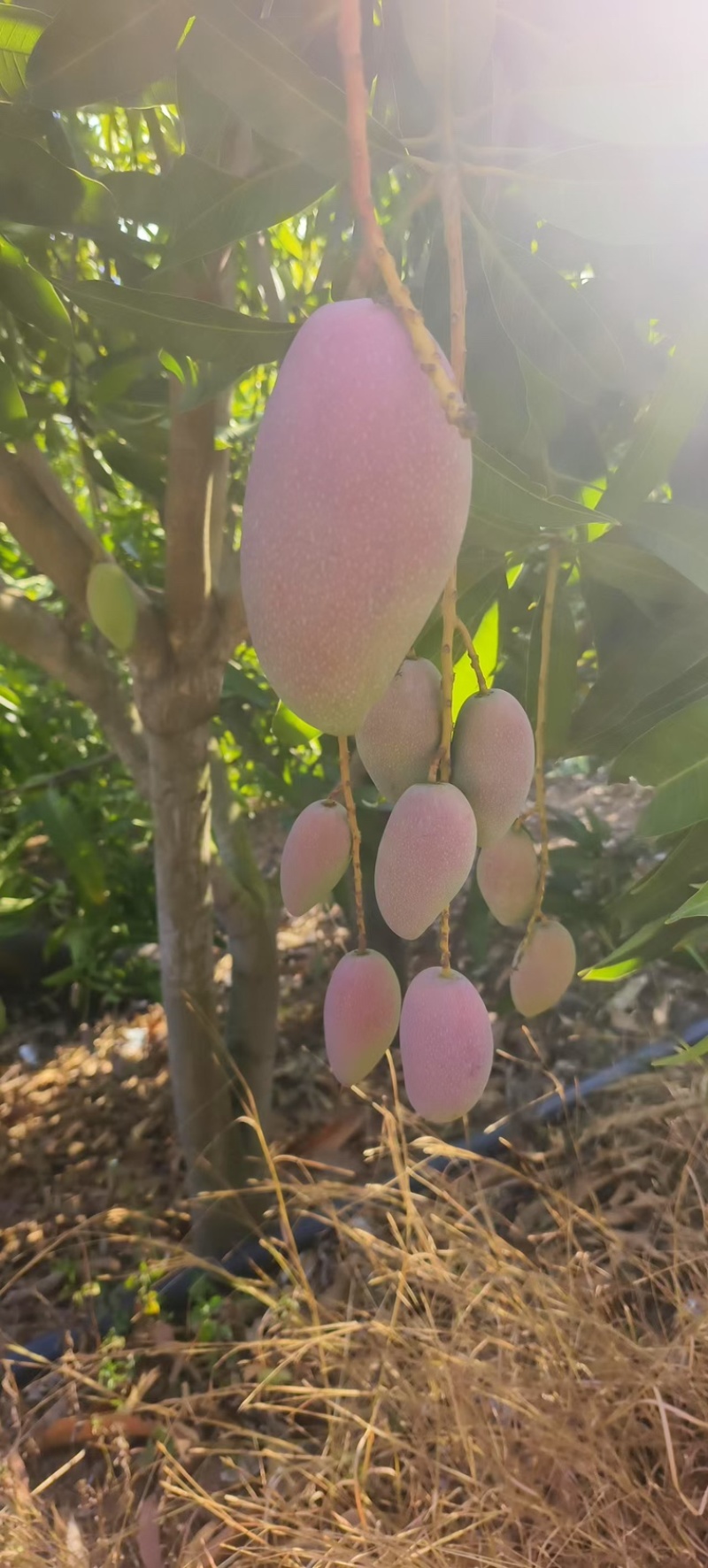 贵妃芒果