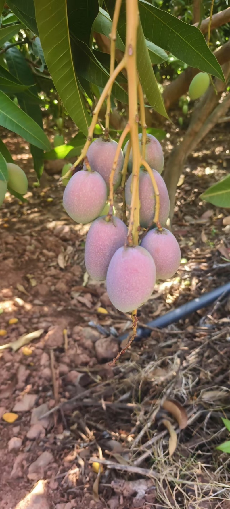 贵妃芒果