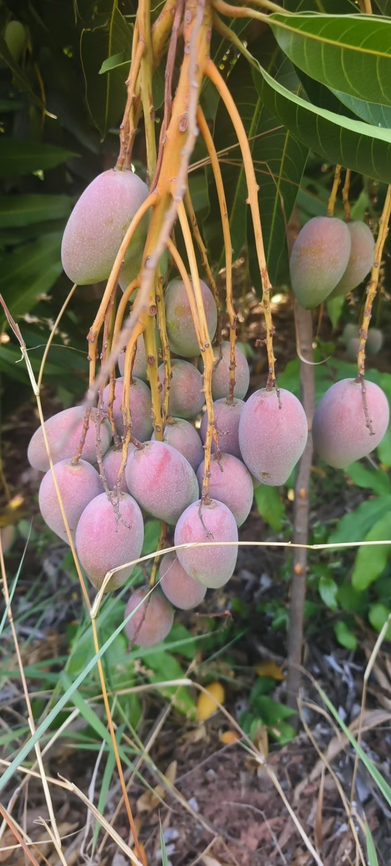 贵妃芒果