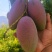 贵妃芒果