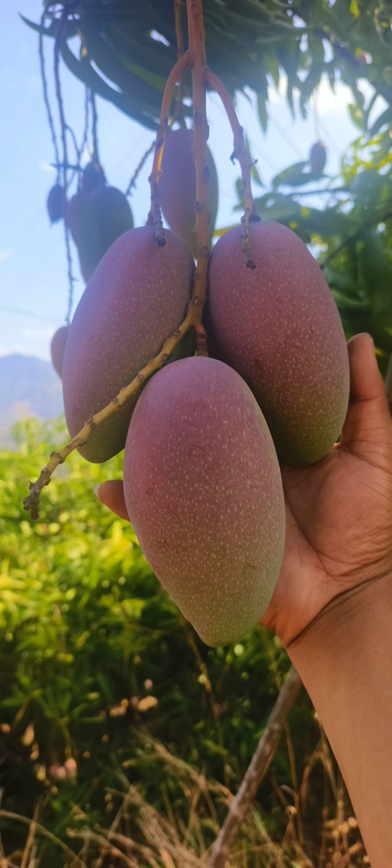 贵妃芒果