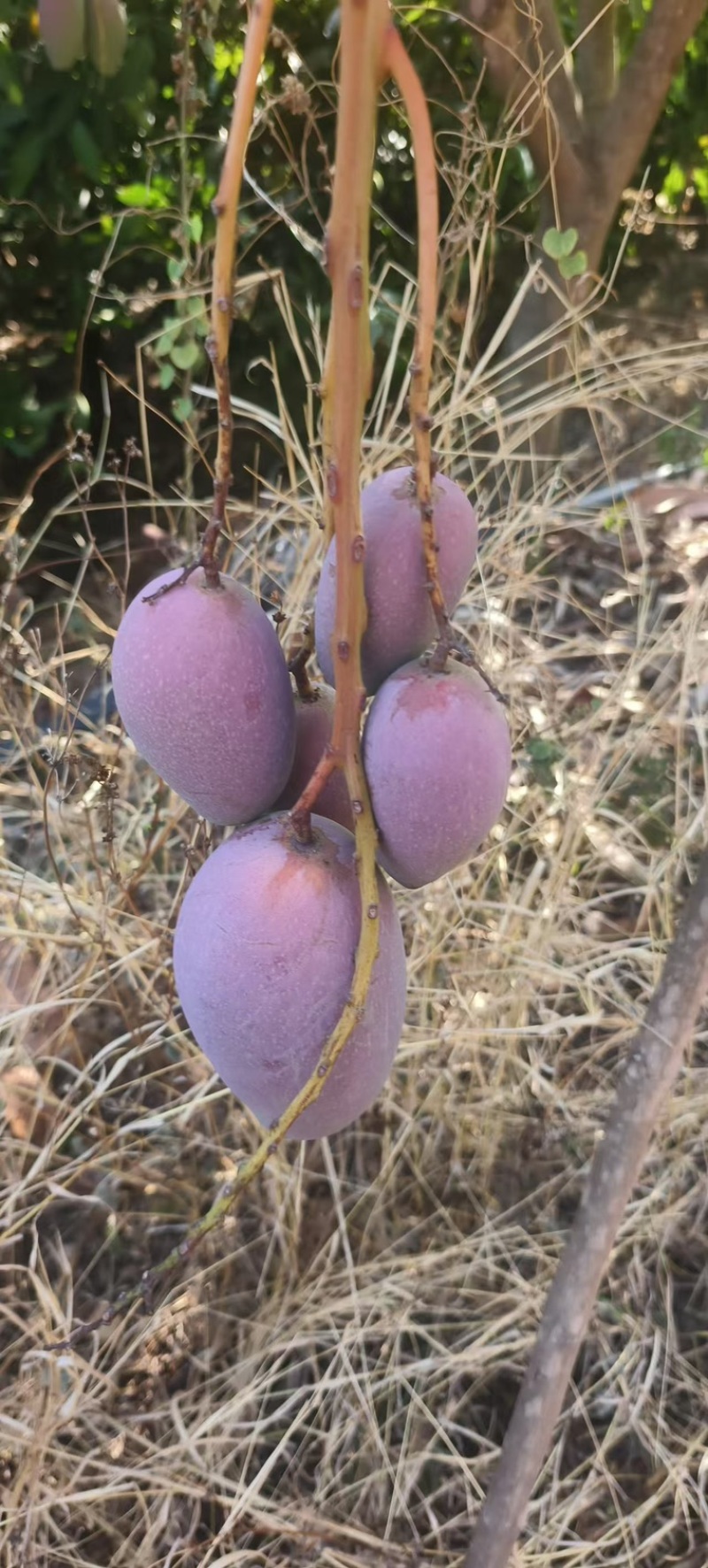 贵妃芒果