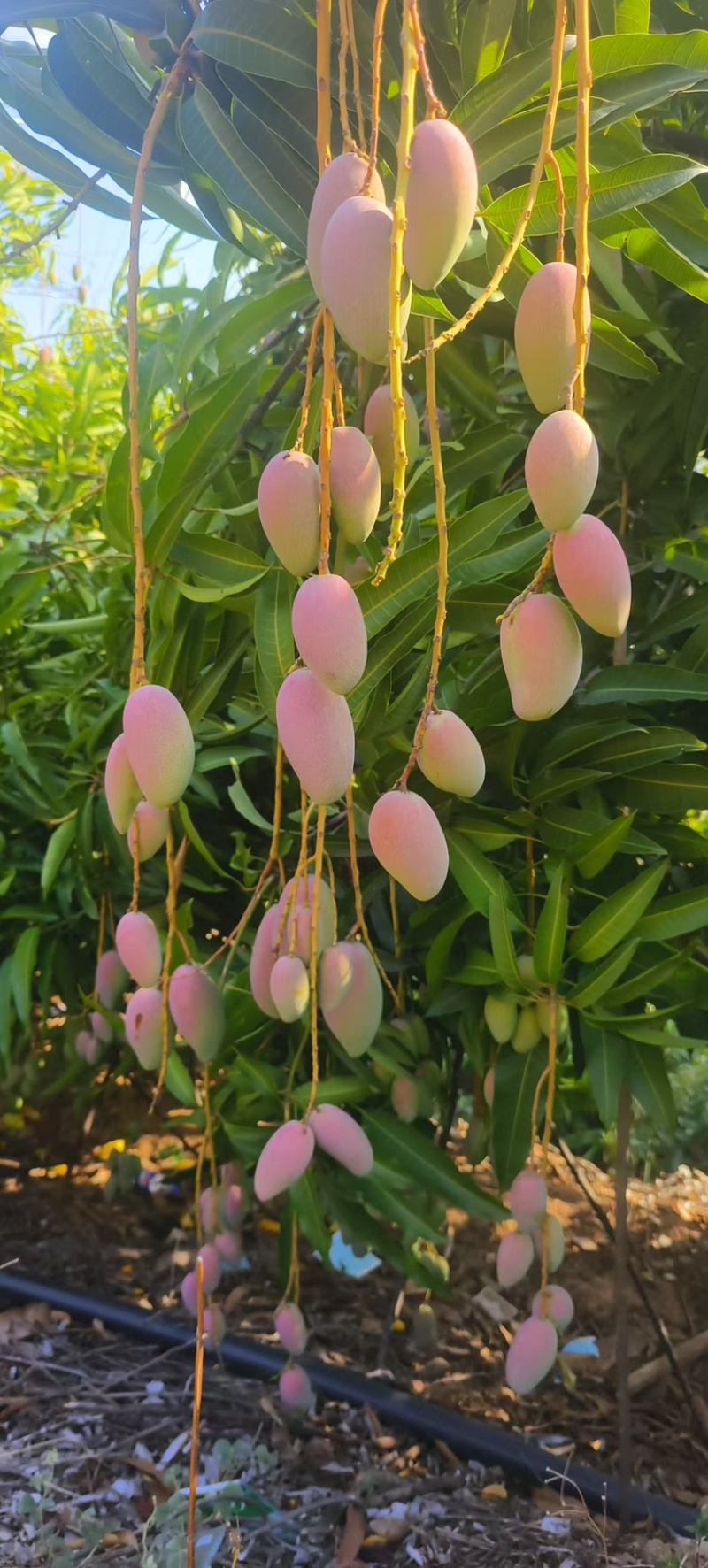 贵妃芒果