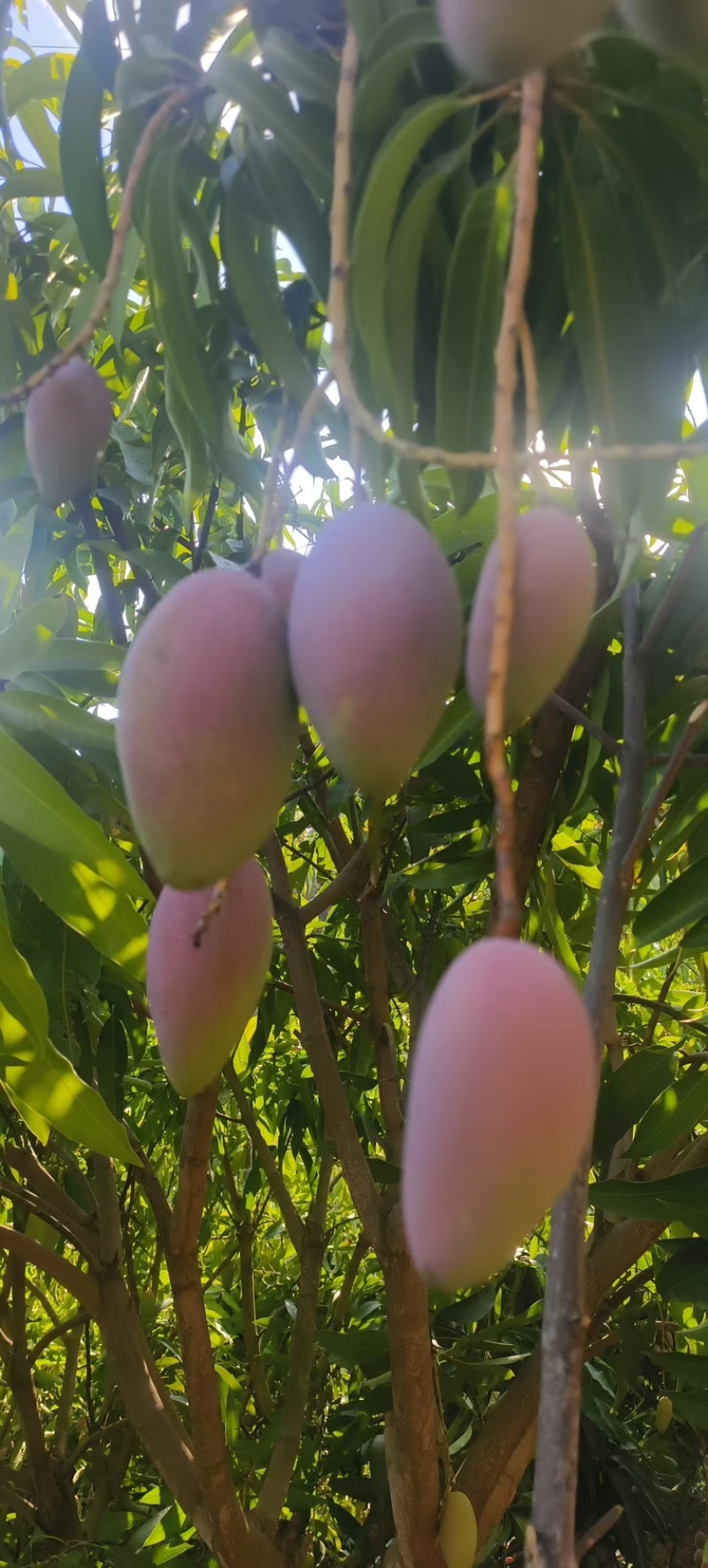 贵妃芒果