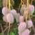 贵妃芒果