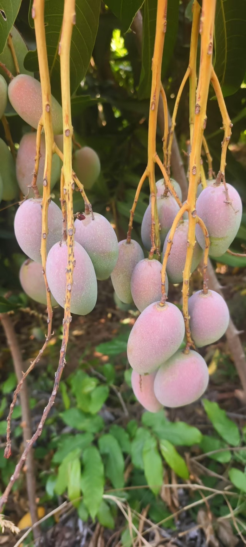贵妃芒果