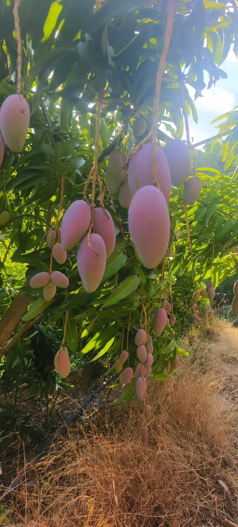 贵妃芒果