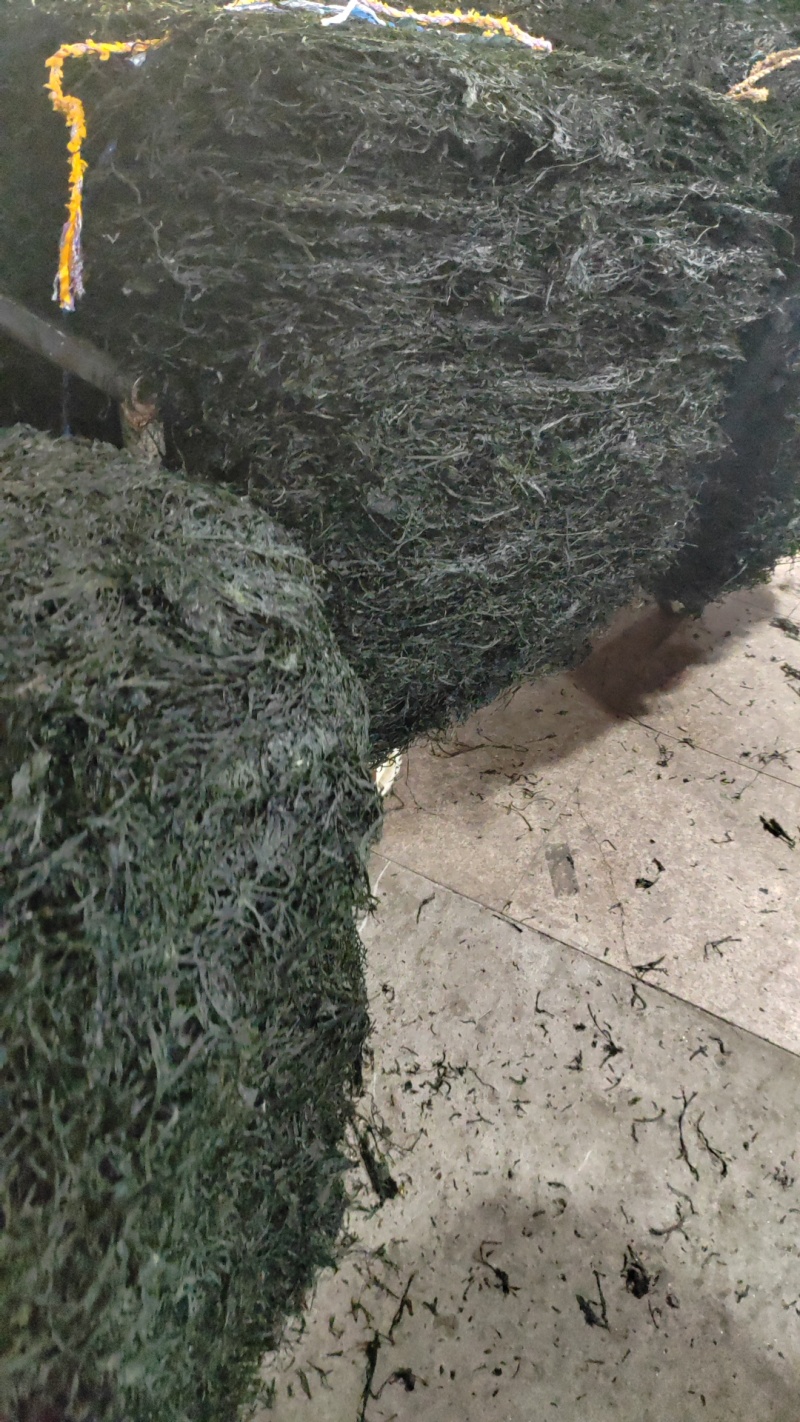 海带青丝，无沙无泥厂家直发品质保障对接全国