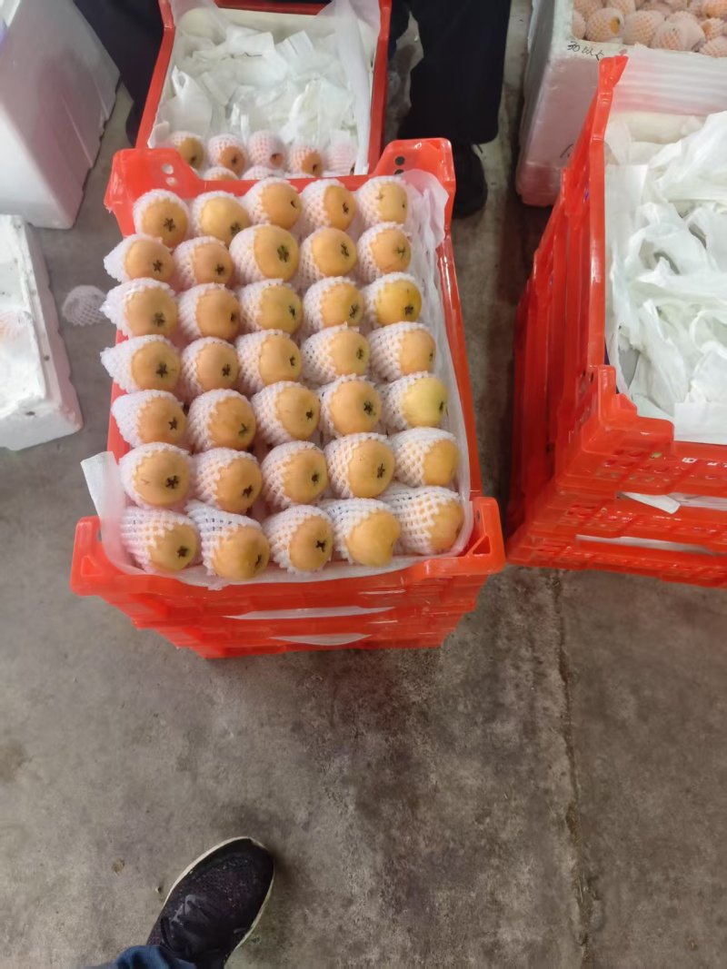 汉源五星枇杷大量上市了。皮薄，肉厚，纯甜。有需要的老板