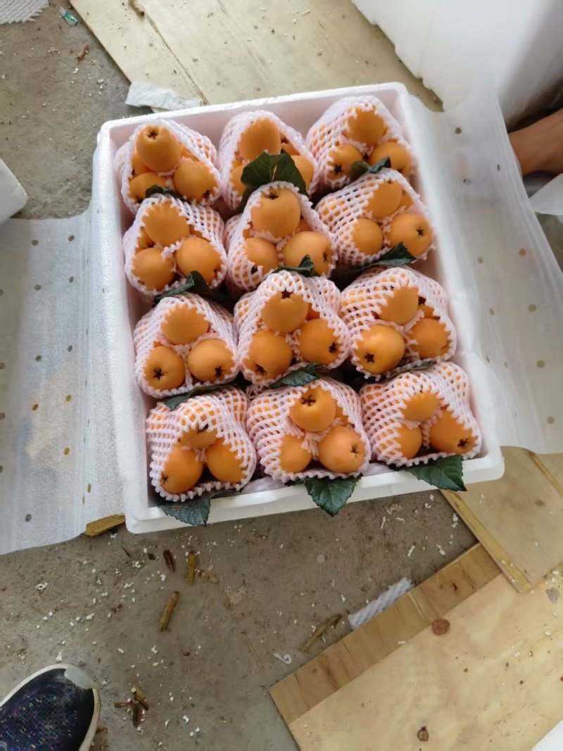 汉源五星枇杷大量上市了。皮薄，肉厚，纯甜。有需要的老板
