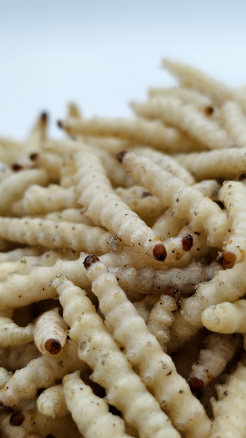 小竹虫食用竹虫，特色食材！常年供应（一手货源）批发零售