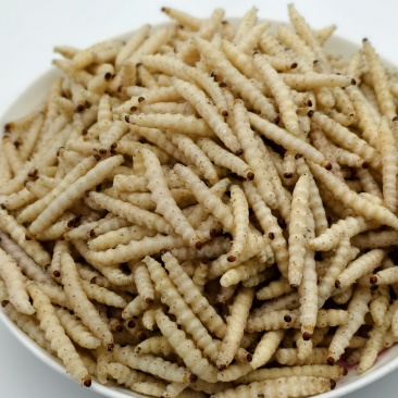 小竹虫食用竹虫，特色食材！常年供应（一手货源）批发零售