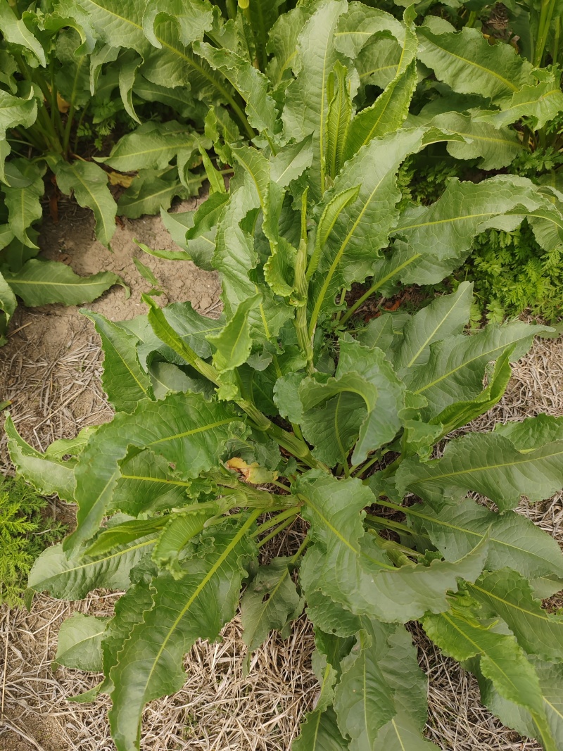 野生土大黄