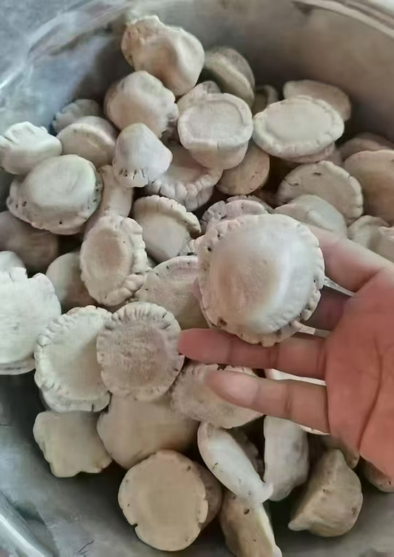 梅花鹿角帽吉林双阳鹿家乡鹿产地一手货源免费打粉！