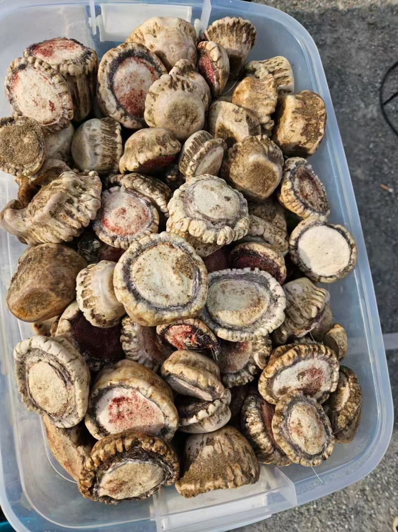 梅花鹿角帽吉林双阳鹿家乡鹿产地一手货源免费打粉！