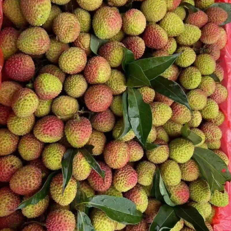 精品妃子笑荔枝大量上市，全国发货诚信经营致电联系
