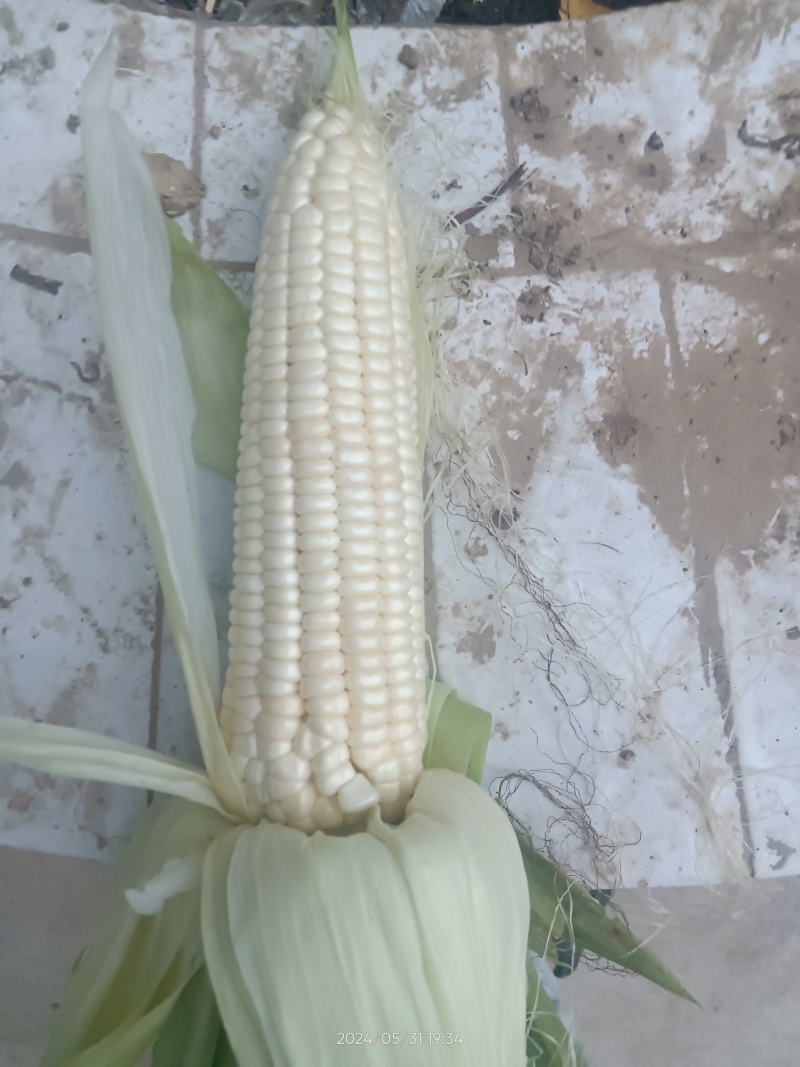 甜糯白玉米大量有货基地直发货源充足
