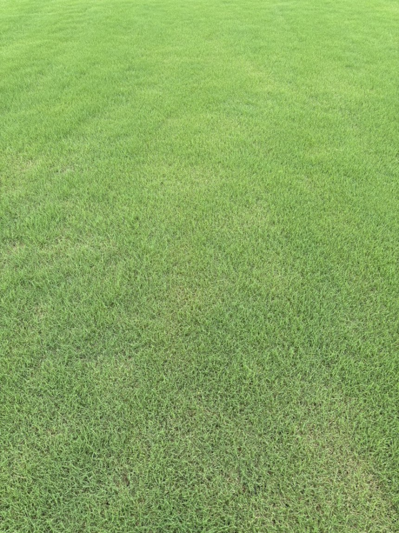 百慕大草坪欢迎随时来电咨询江苏句容德丰草坪基地直销