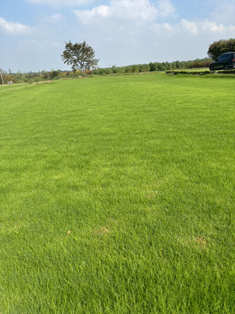 百慕大草坪欢迎随时来电咨询江苏句容德丰草坪基地直销