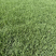 百慕大草坪欢迎随时来电咨询江苏句容德丰草坪基地直销