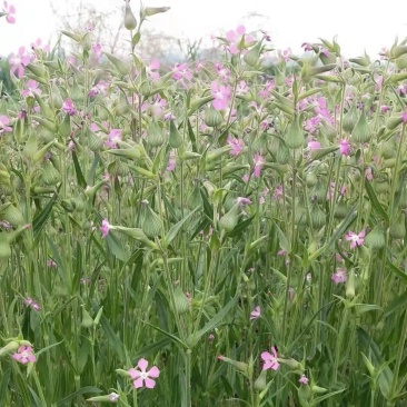 新鲜面条菜种子