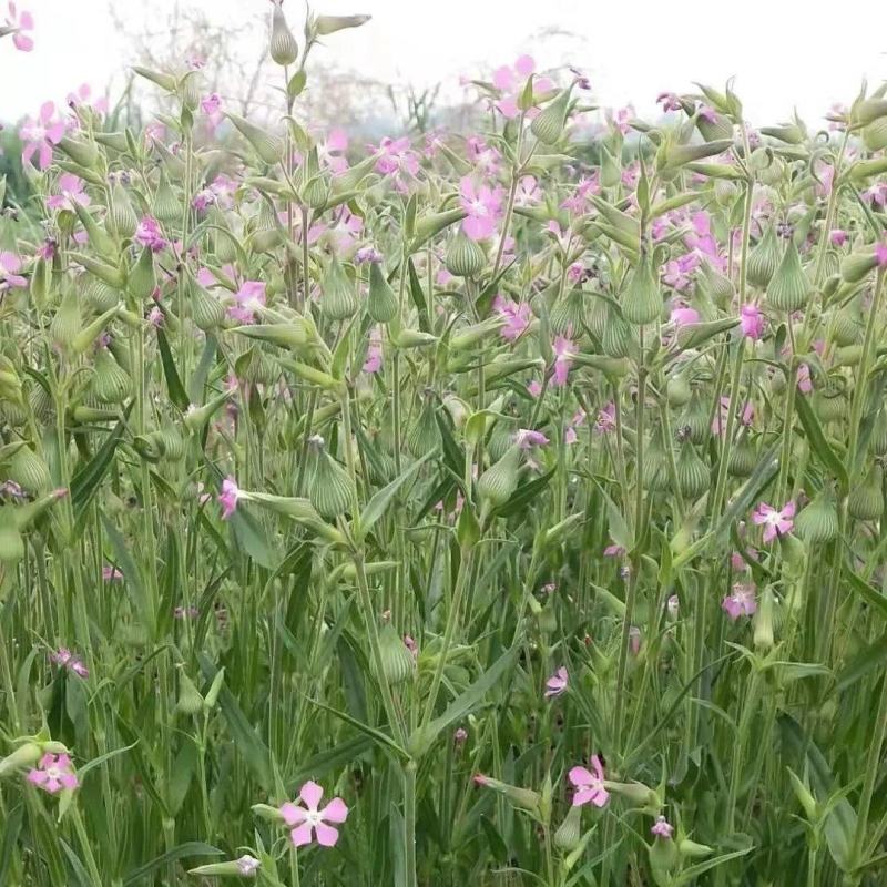 新鲜面条菜种子