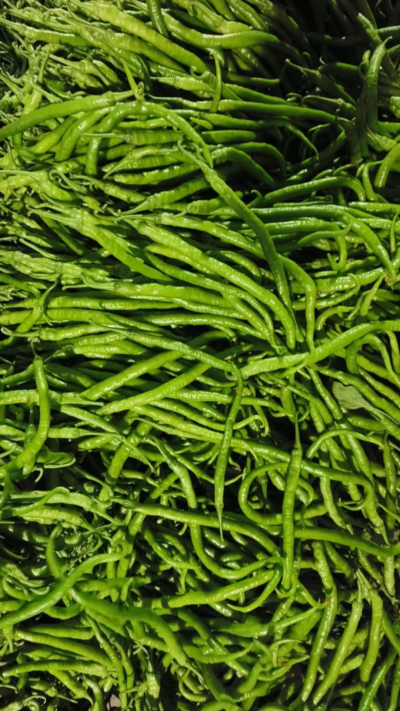 软皮8号线椒，二荆条