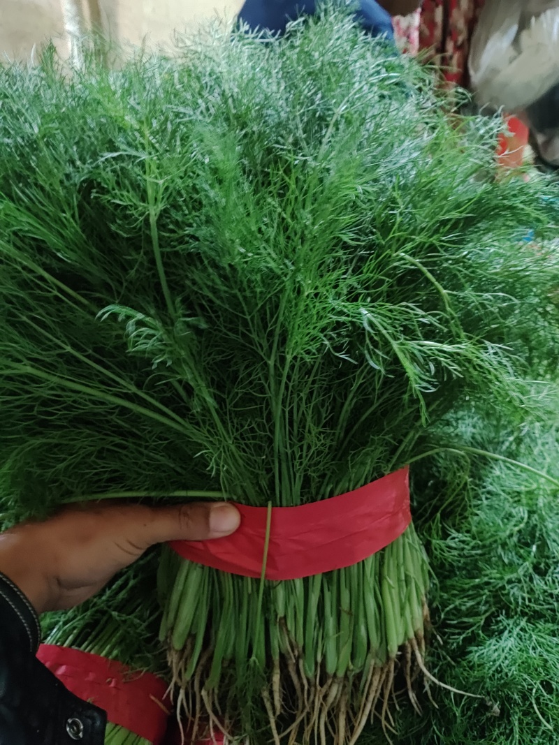 茴香苗茴香量大质优全国供应欢迎各大老板前来采购