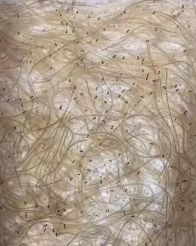 鳝鱼苗