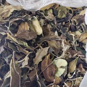 25年生态古树白茶