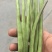 红花四季豆