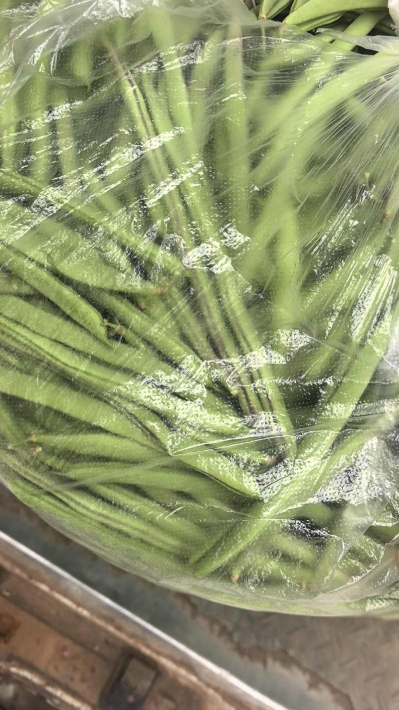 红花四季豆