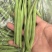 红花四季豆