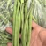 红花四季豆