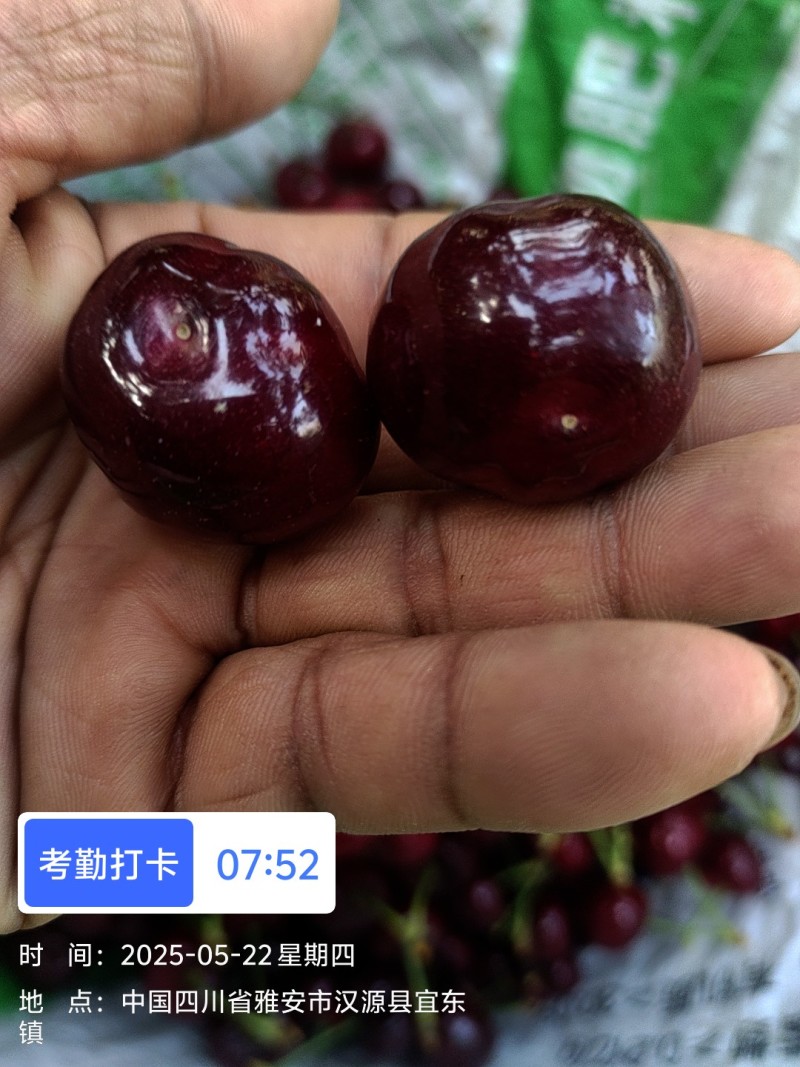 汉源樱桃大量上市