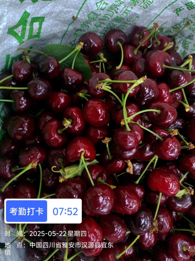 汉源樱桃大量上市