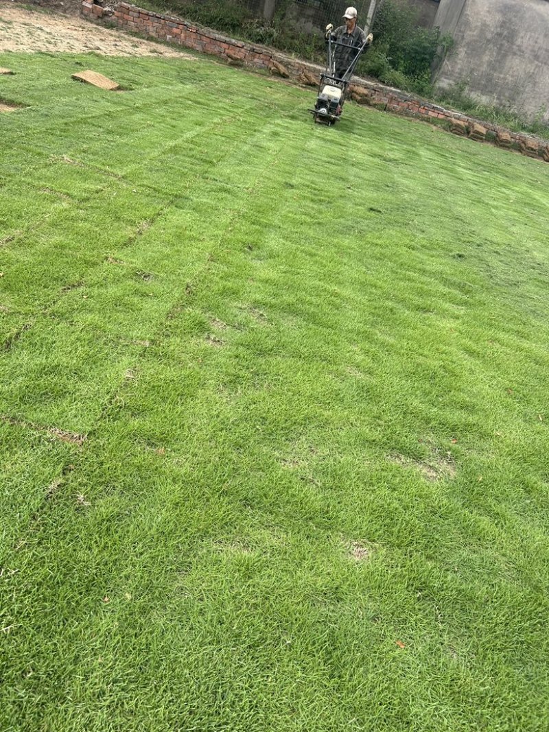 马尼拉精品草坪草，产地直供，一手货源，价格实惠，欢迎咨询