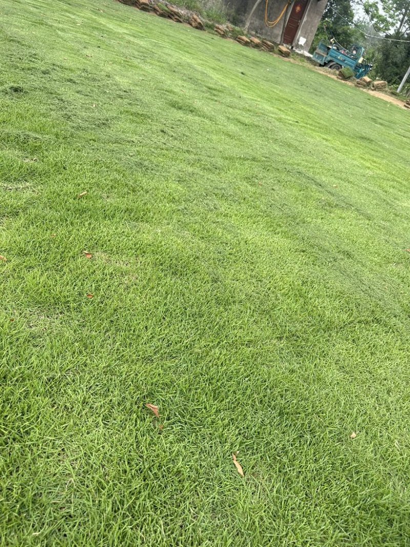 马尼拉精品草坪草，产地直供，一手货源，价格实惠，欢迎咨询