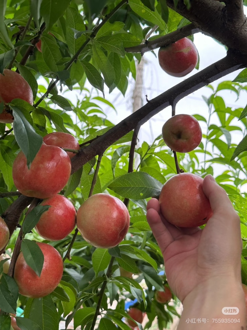 中油油桃，曙光油桃，口感脆甜品种齐全全国发货