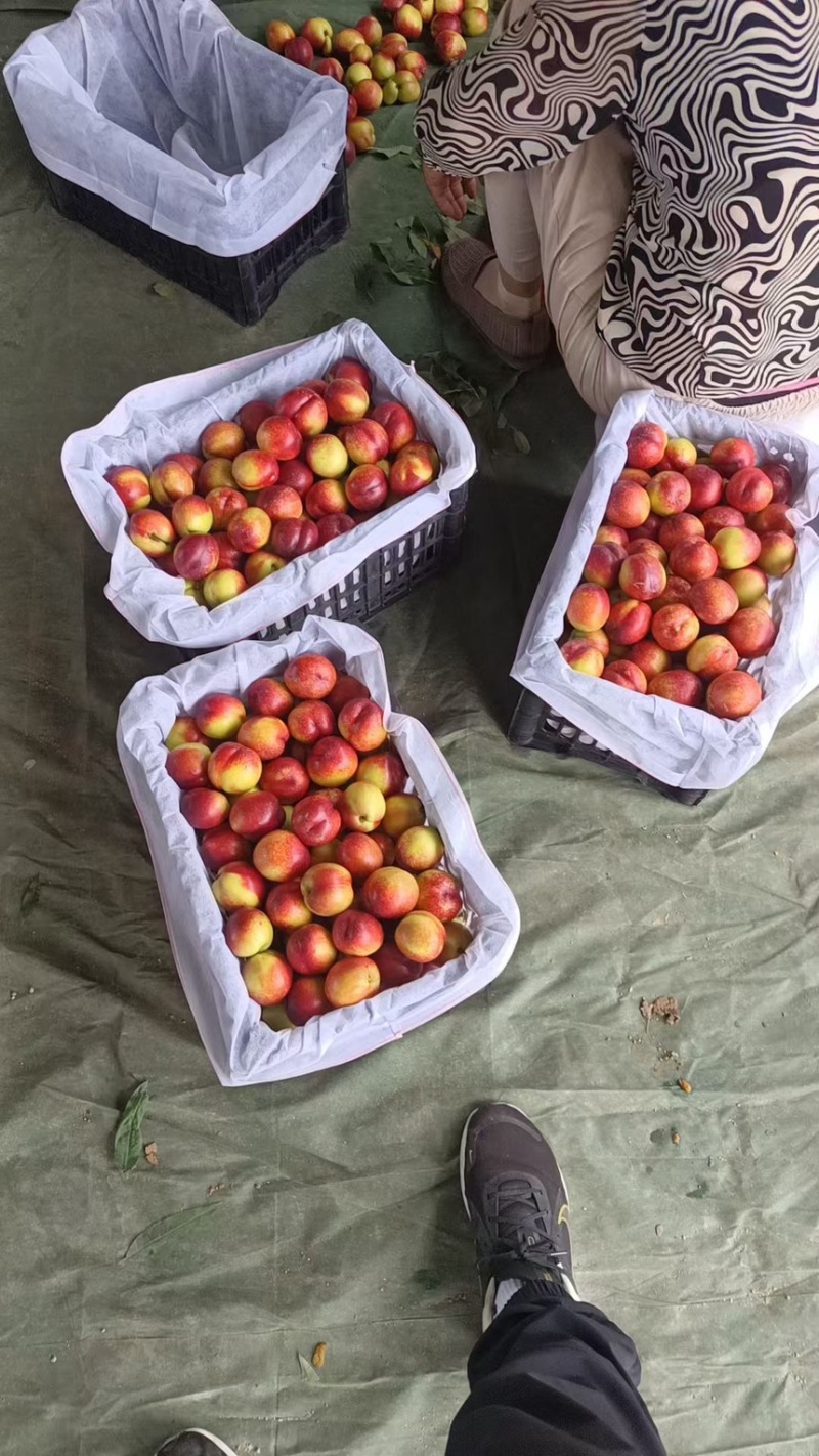 中油油桃，曙光油桃，口感脆甜品种齐全全国发货