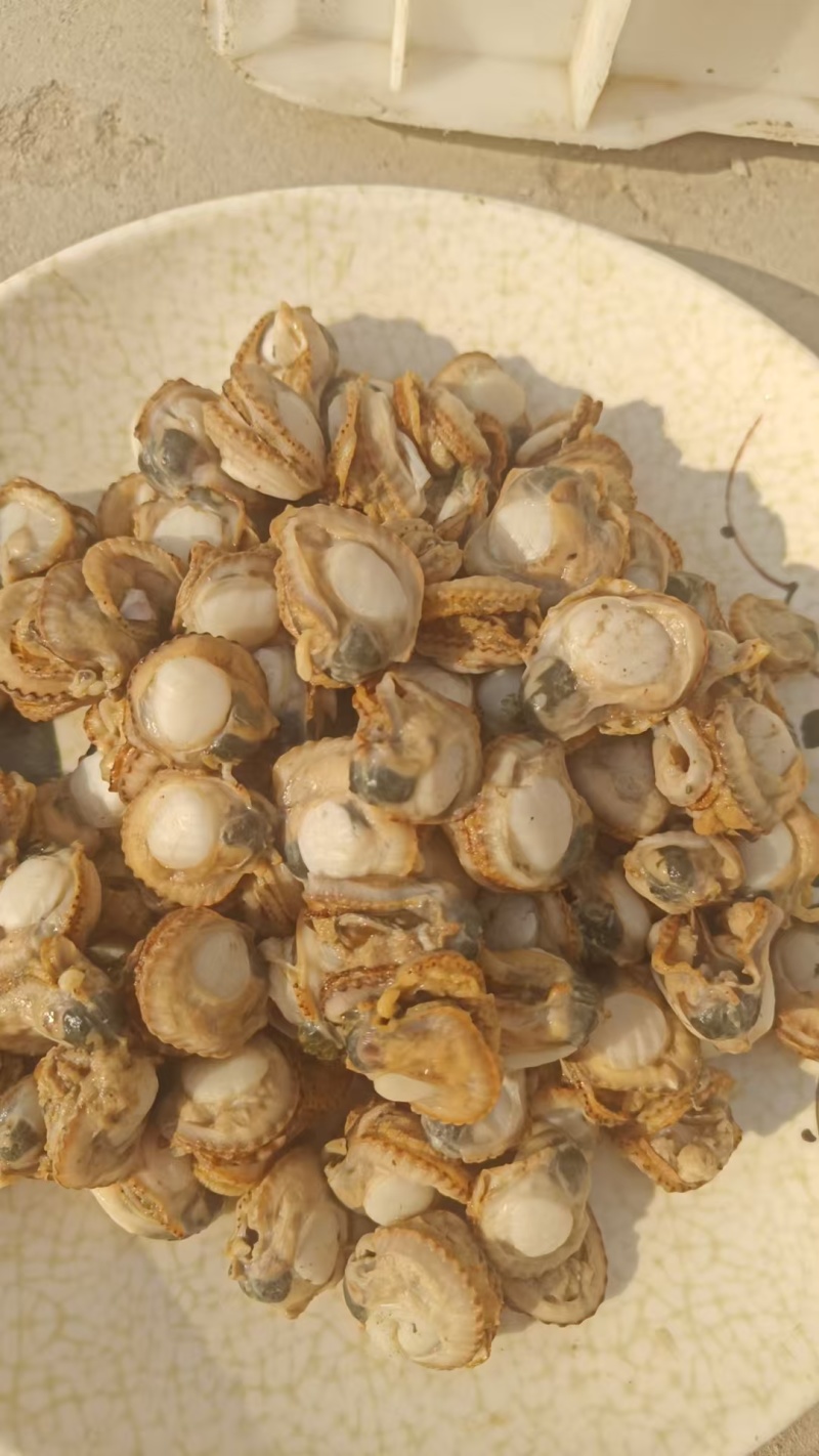 海湾贝产自秦皇岛货源充足现货大量供应欢迎各地客商致电