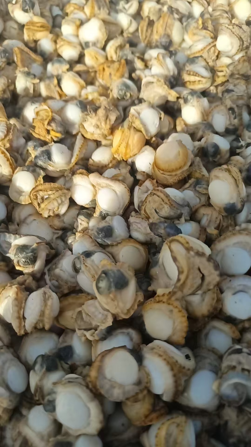 海湾贝产自秦皇岛货源充足现货大量供应欢迎各地客商致电