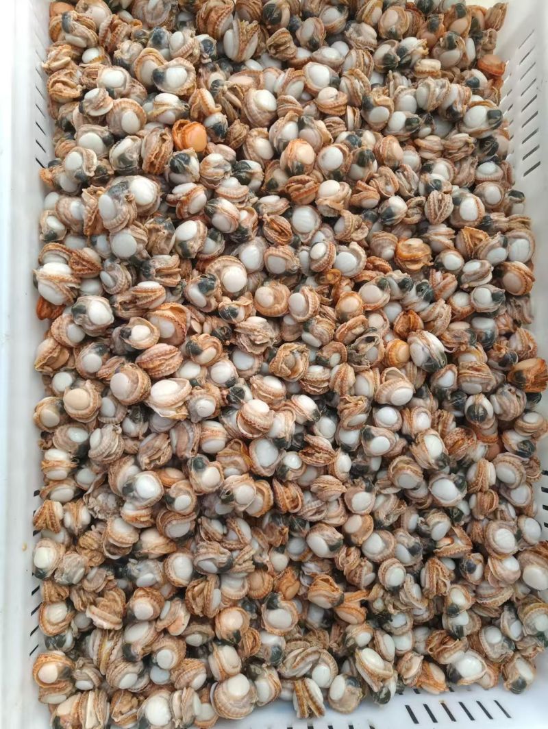 海湾贝产自秦皇岛货源充足现货大量供应欢迎各地客商致电