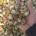 海湾贝产自秦皇岛货源充足现货大量供应欢迎各地客商致电