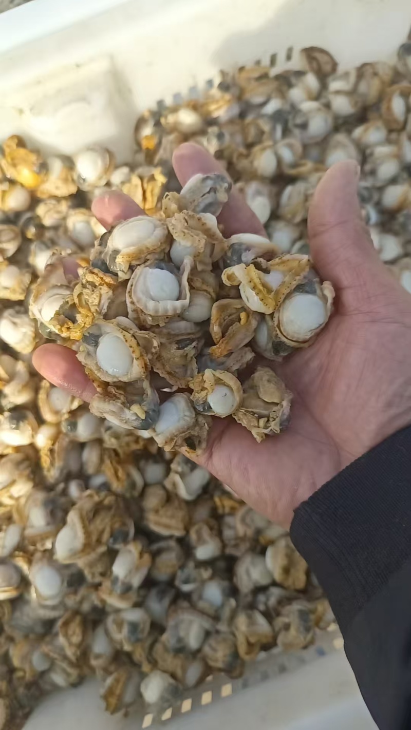 海湾贝产自秦皇岛货源充足现货大量供应欢迎各地客商致电