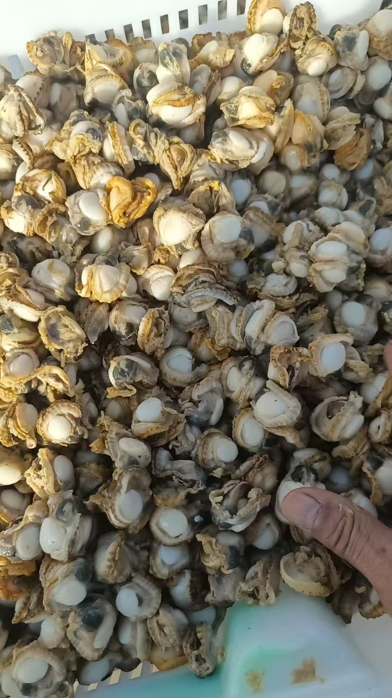 海湾贝产自秦皇岛货源充足现货大量供应欢迎各地客商致电