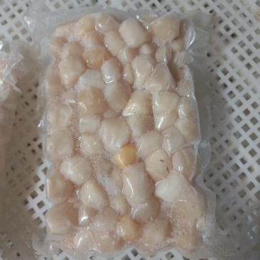 扇贝丁产地秦皇岛现货大量供应品质保证欢迎各地客商诚信对接