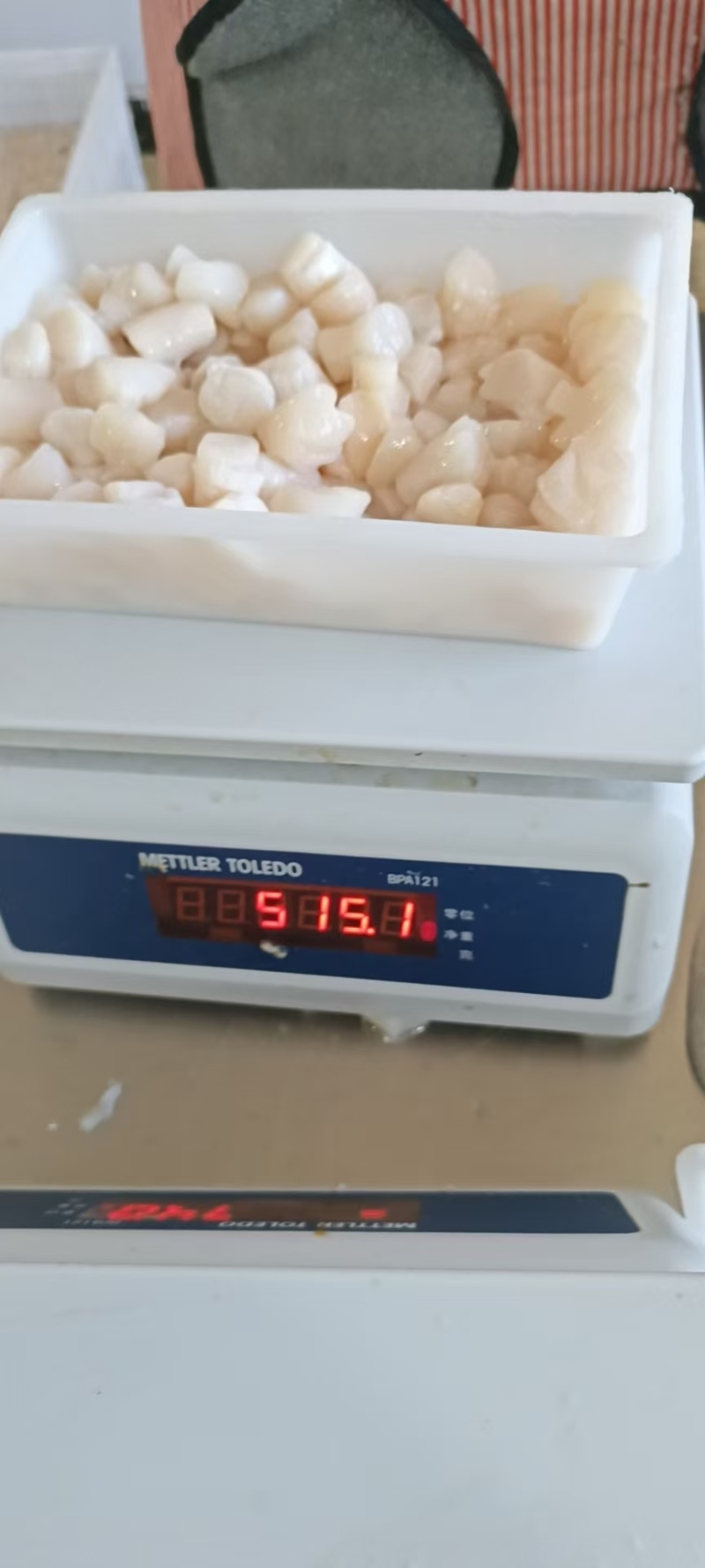 扇贝丁产地秦皇岛现货大量供应品质保证欢迎各地客商诚信对接