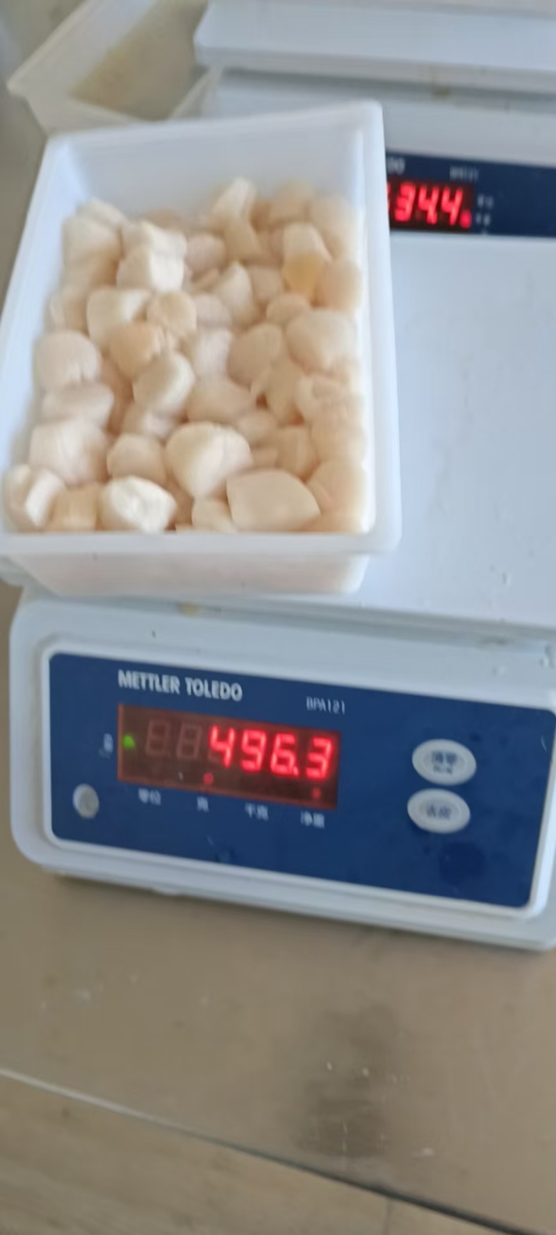 扇贝丁产地秦皇岛现货大量供应品质保证欢迎各地客商诚信对接